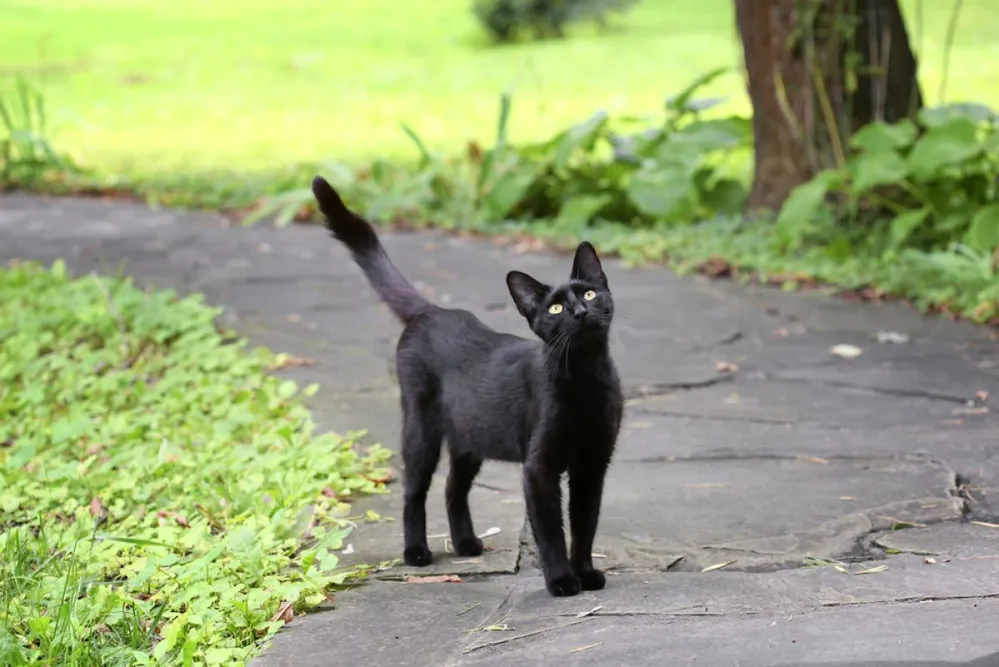 Mystical,Black,Cat,On,The,Pavement.,A,Thin,Black,Stray
