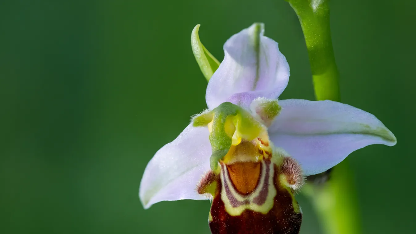 Egyenként 250 ezer forintot érő, apró orchideákra bukkantak a Mecsek több részén