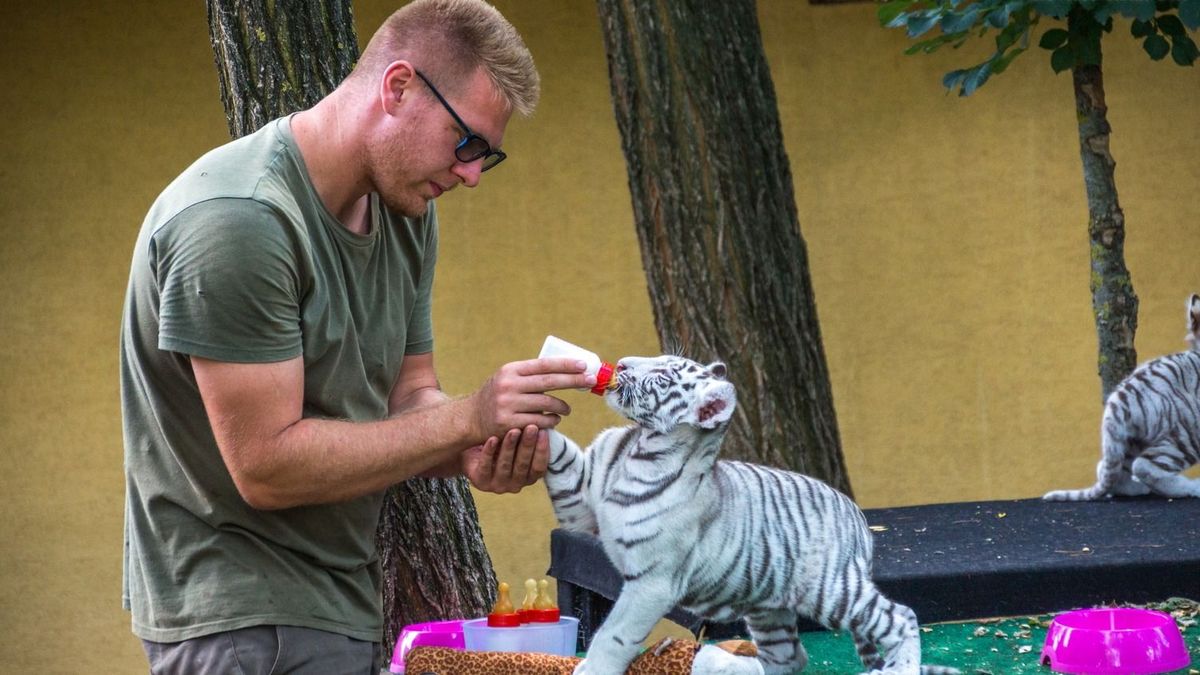 Segítséget kér a magyar Magyar Maugli, teljesen tanácstalan