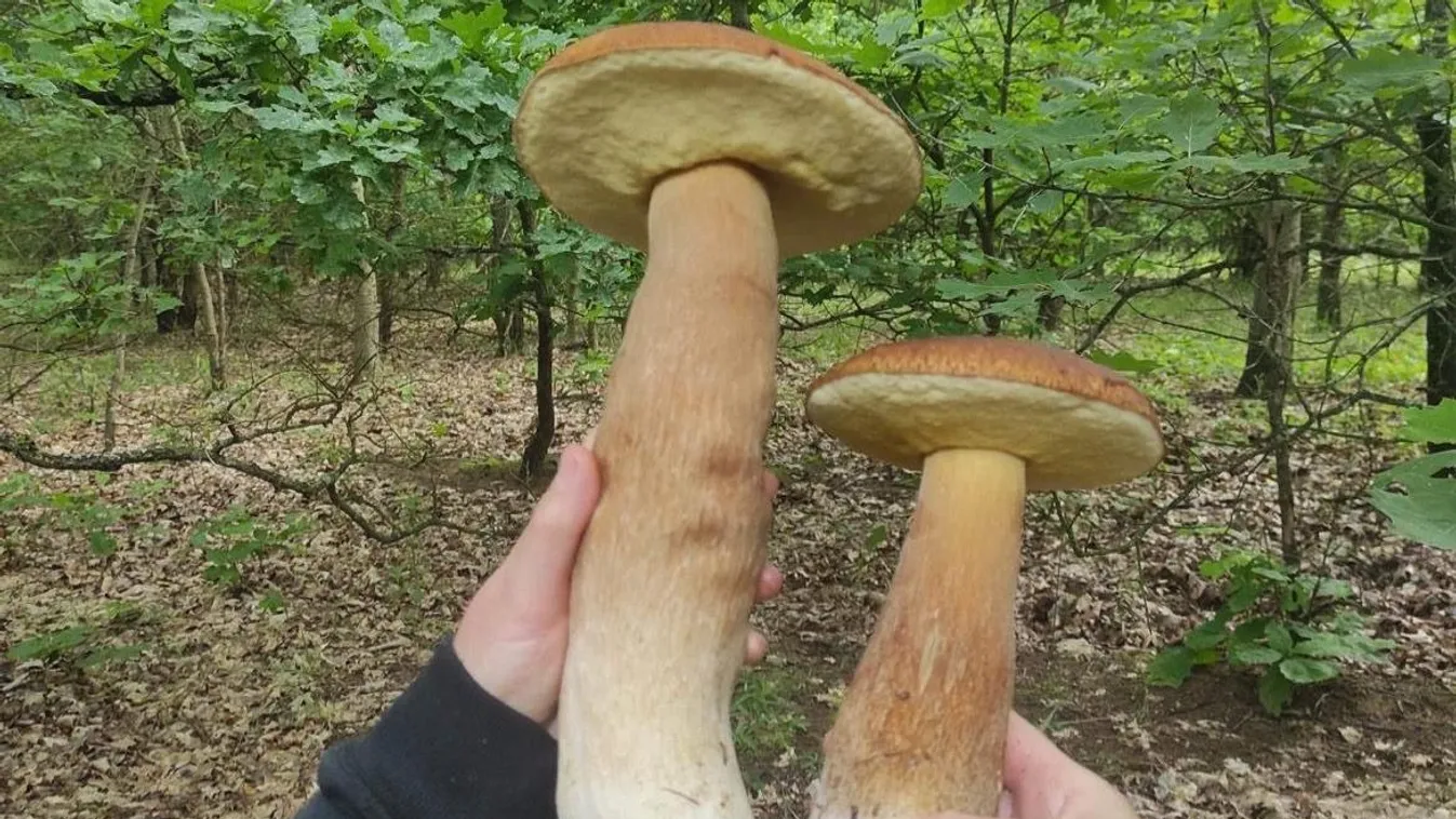 Óriási vargányákra bukkantak a nógrádi erdőkben