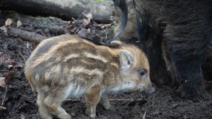 Milyen állat kicsinye van a képen?