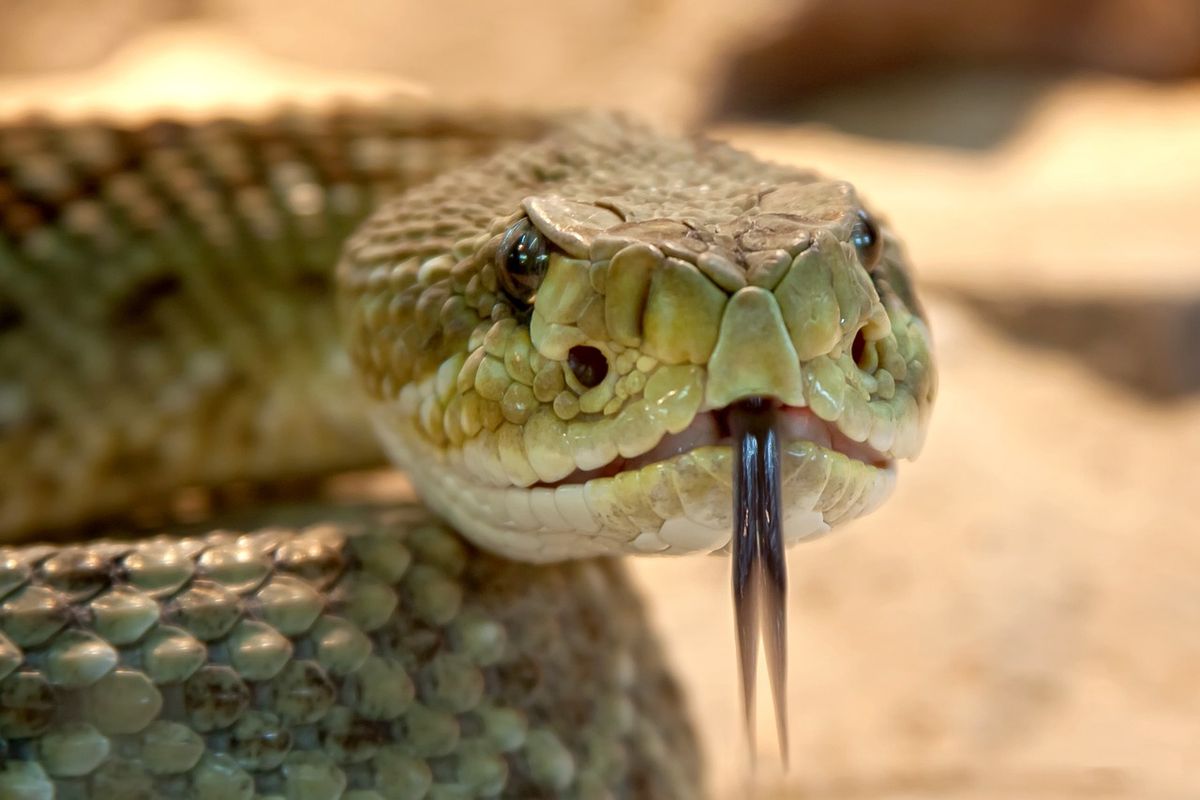 Kígyó csúszómászó veszélyes állat sablon