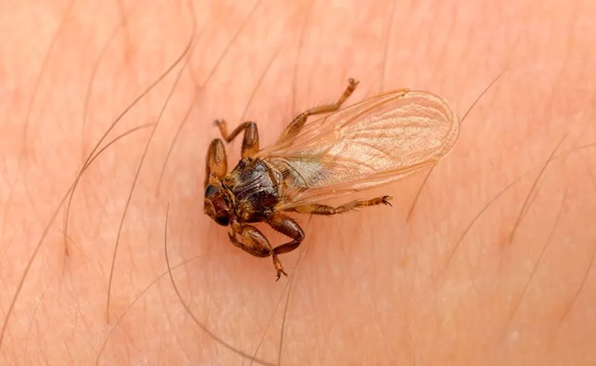 Louse,Fly,(hippobosca,Sp.),Blood,Sucking,Insect