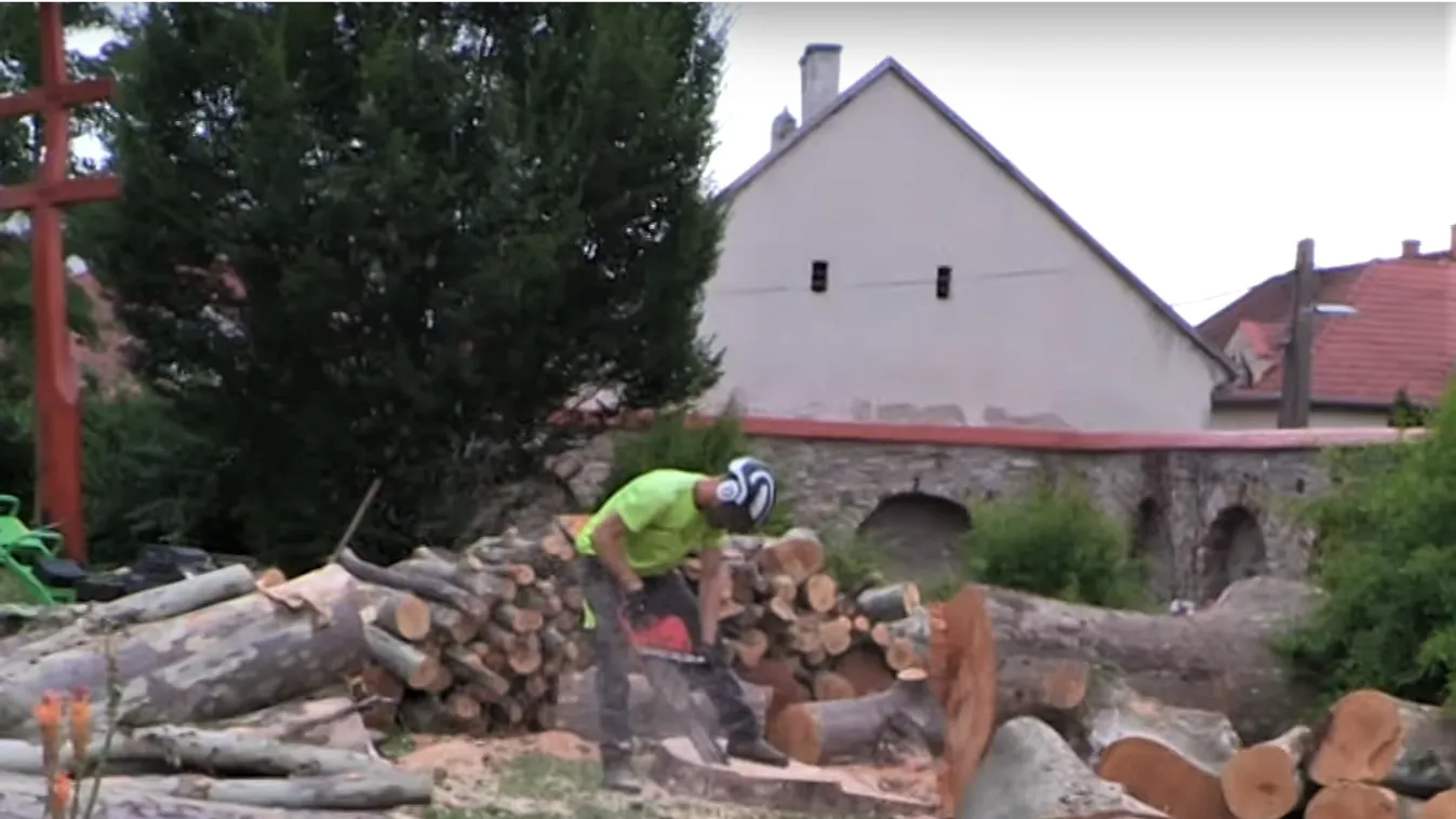 Videó: Megmérgezték Keszthely matuzsálem korú platánfáját, ki is kellett vágni