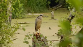 Mesés videó készült a Tatai Fényes Tanösvény állatvilágáról