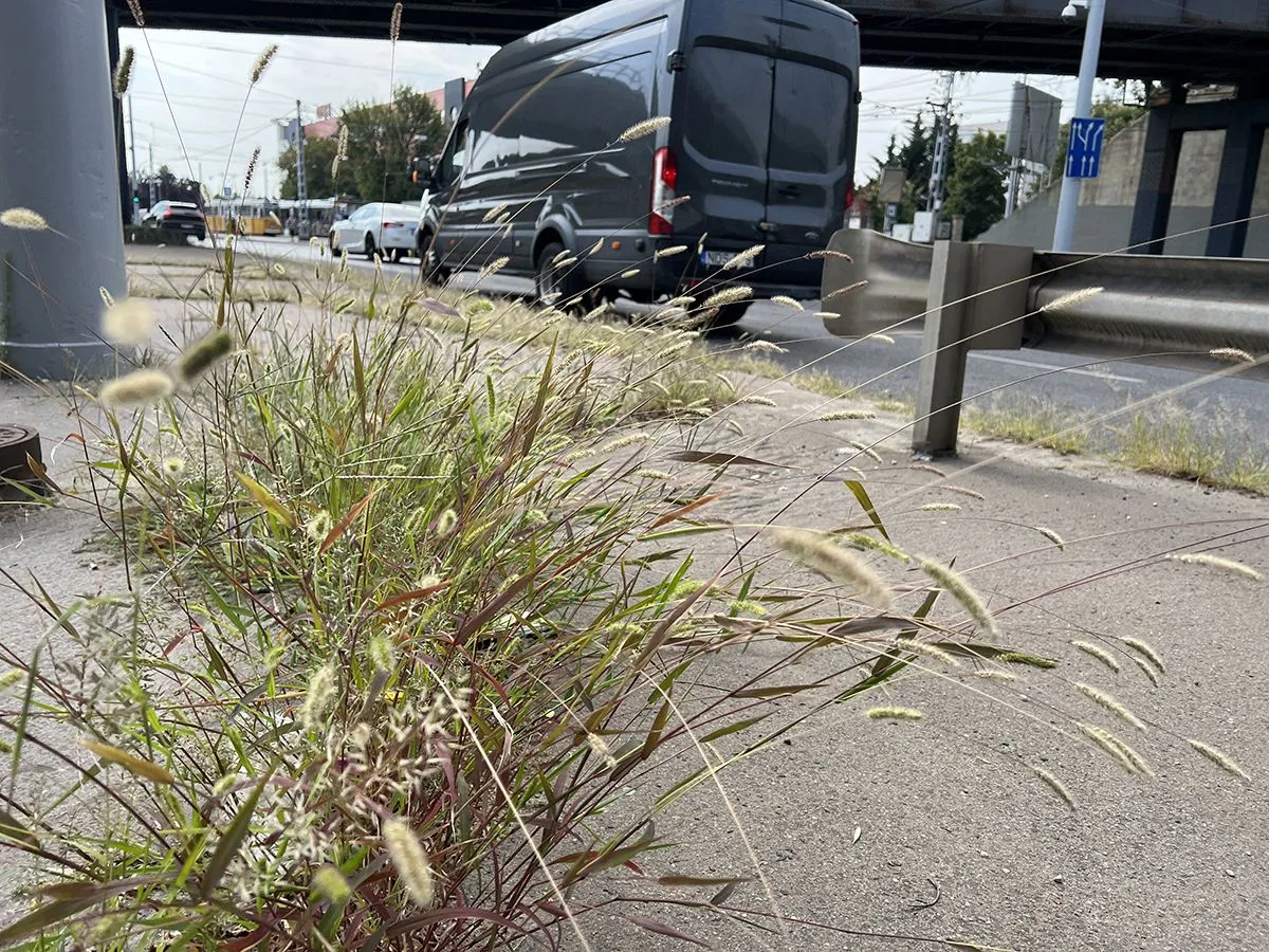 soroksári közvágóhíd, gaz, gyom,