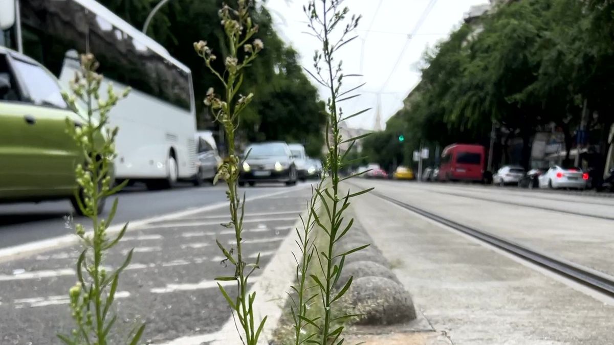 Budapest a gyomok fővárosa: Végig gazos a Nagykörút