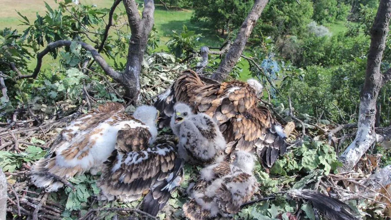 Sasok neveltek fel egy egerészölyv-fiókát a Dél-Alföldön