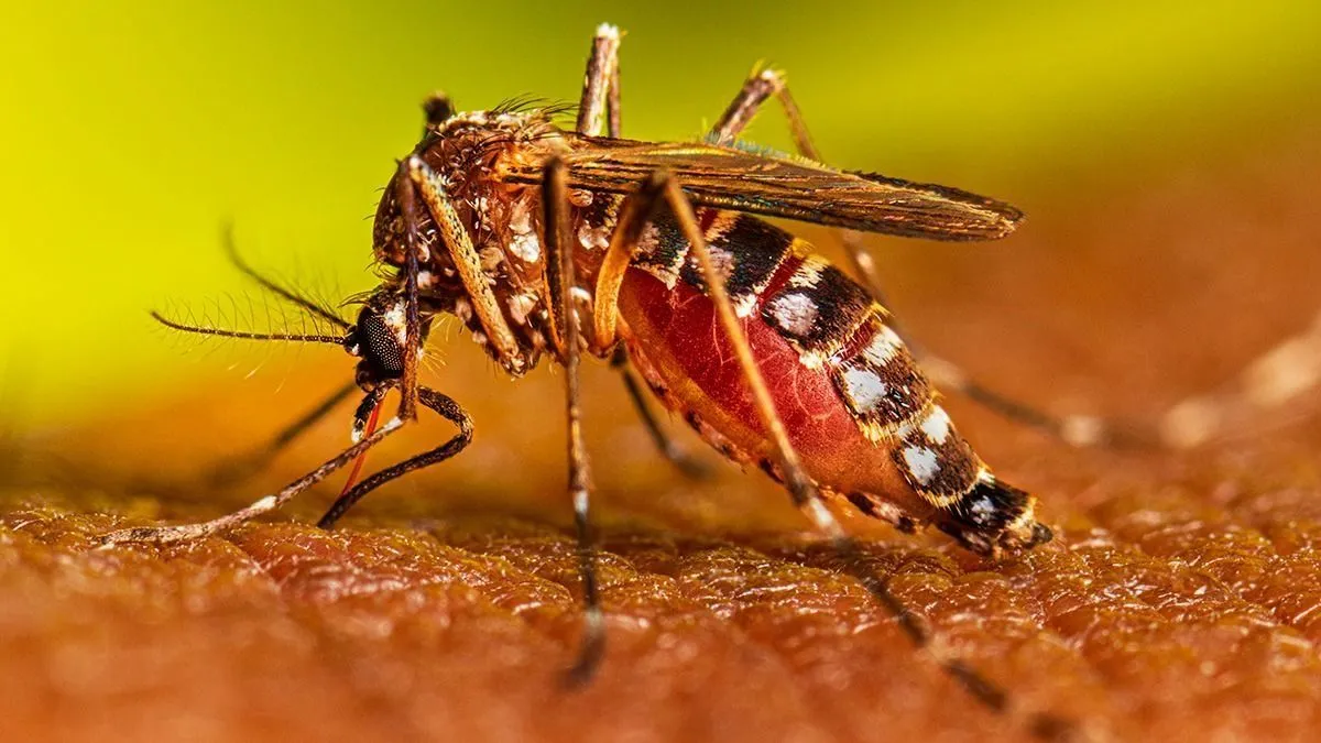 dengue szúnyog