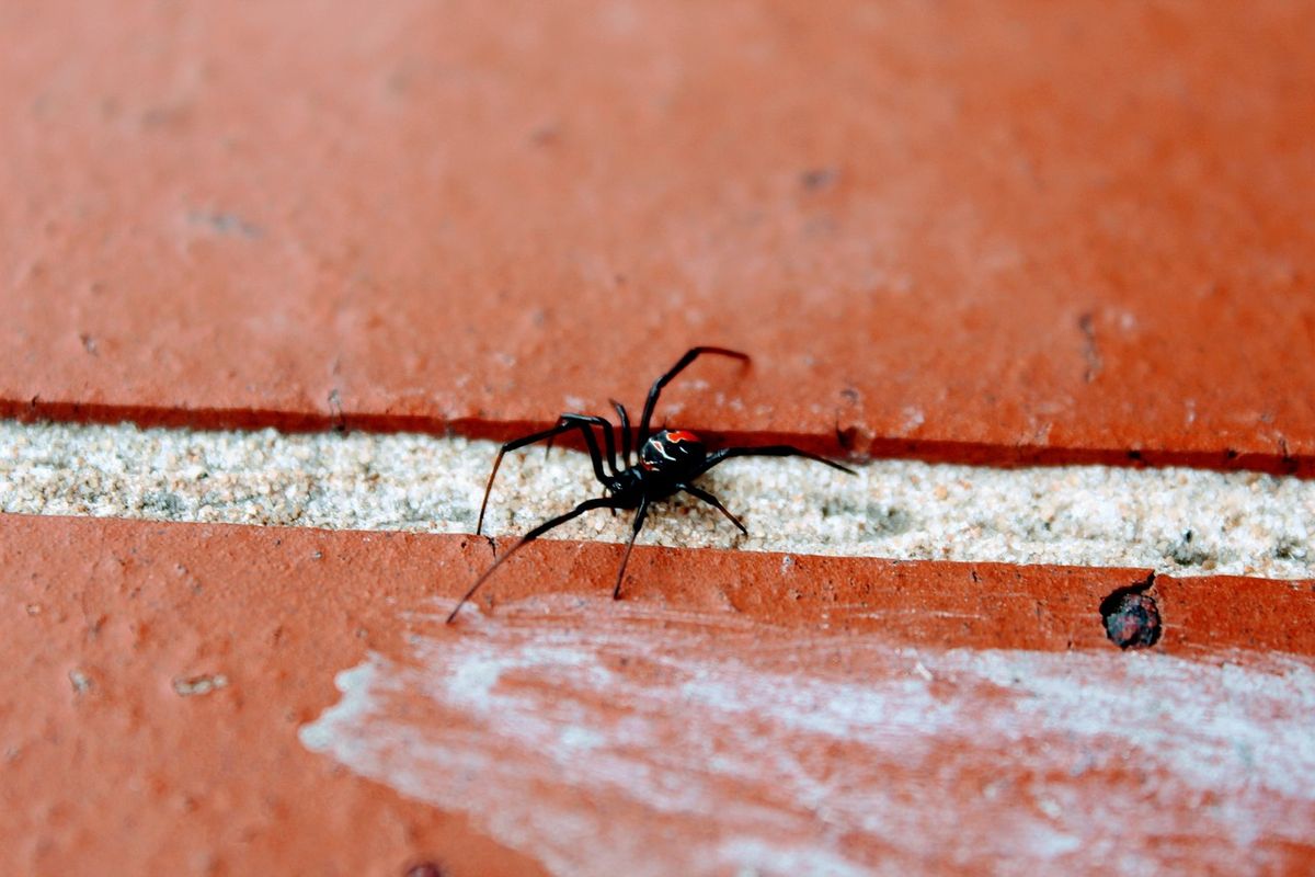 Fekete özvegy pók állat sablon