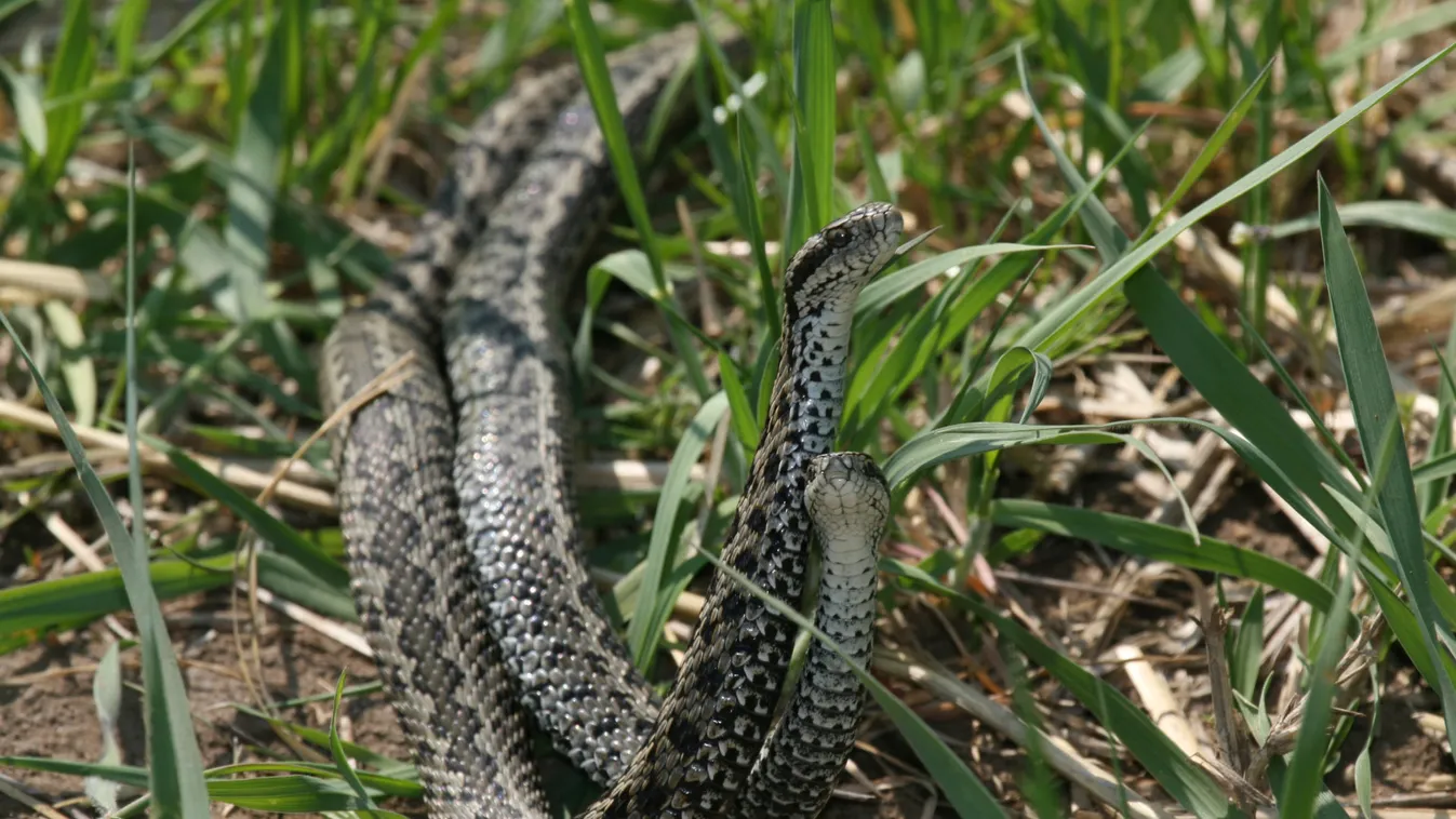 Félszáz vipera talált otthonra a Hanságban