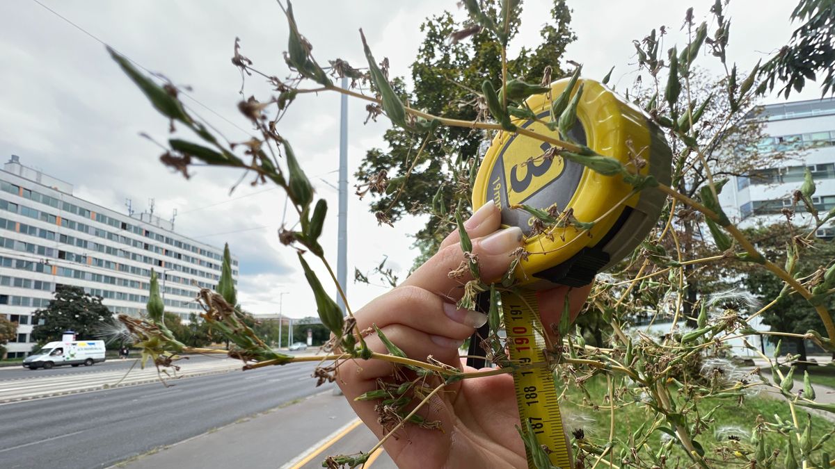 Mekkora az akkora? 190 centisre nőtt a legnagyobb budapesti gyom