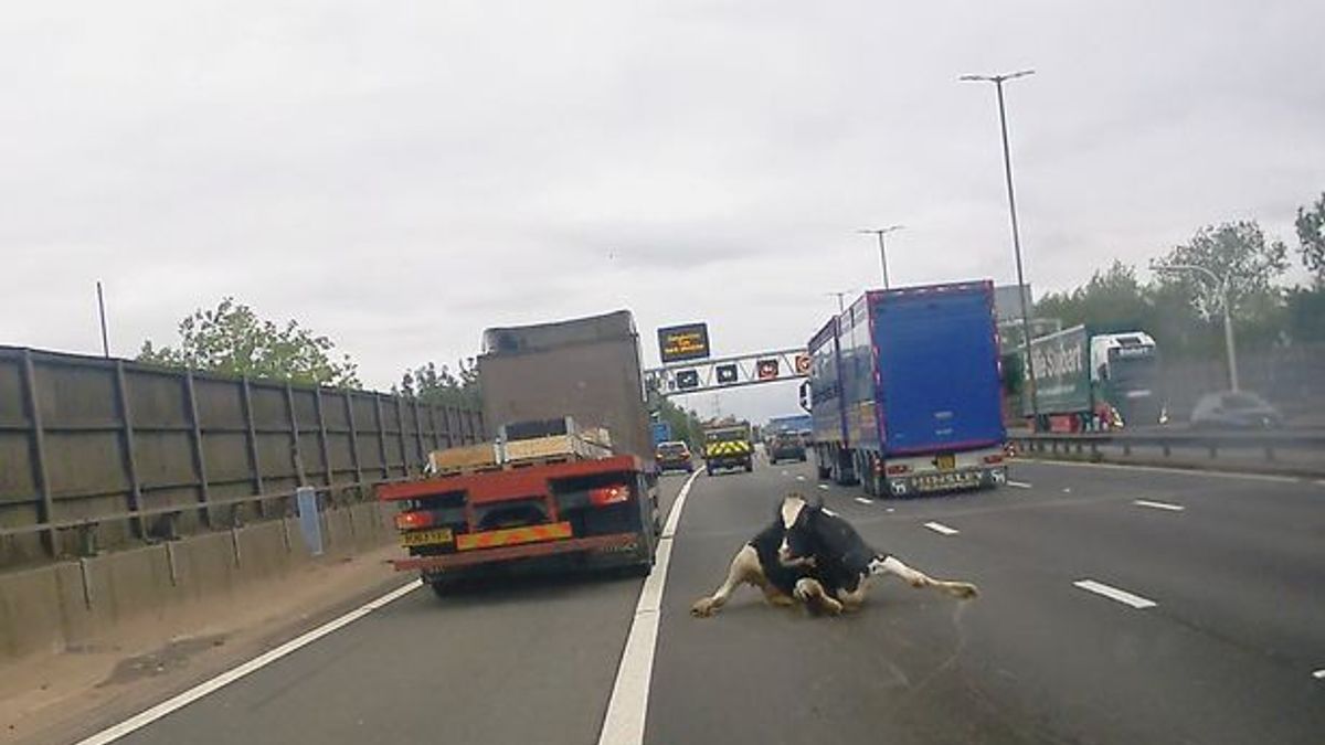 Videón, ahogy egy kizuhan a teherautóból egy tehén az M6-os autópályán