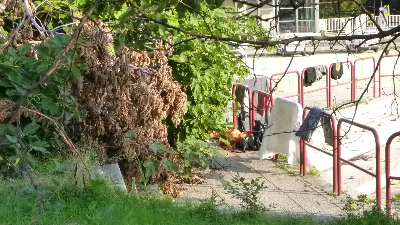 Felveri a gyom a budapesti főútvonalakat is – Galéria, videó!