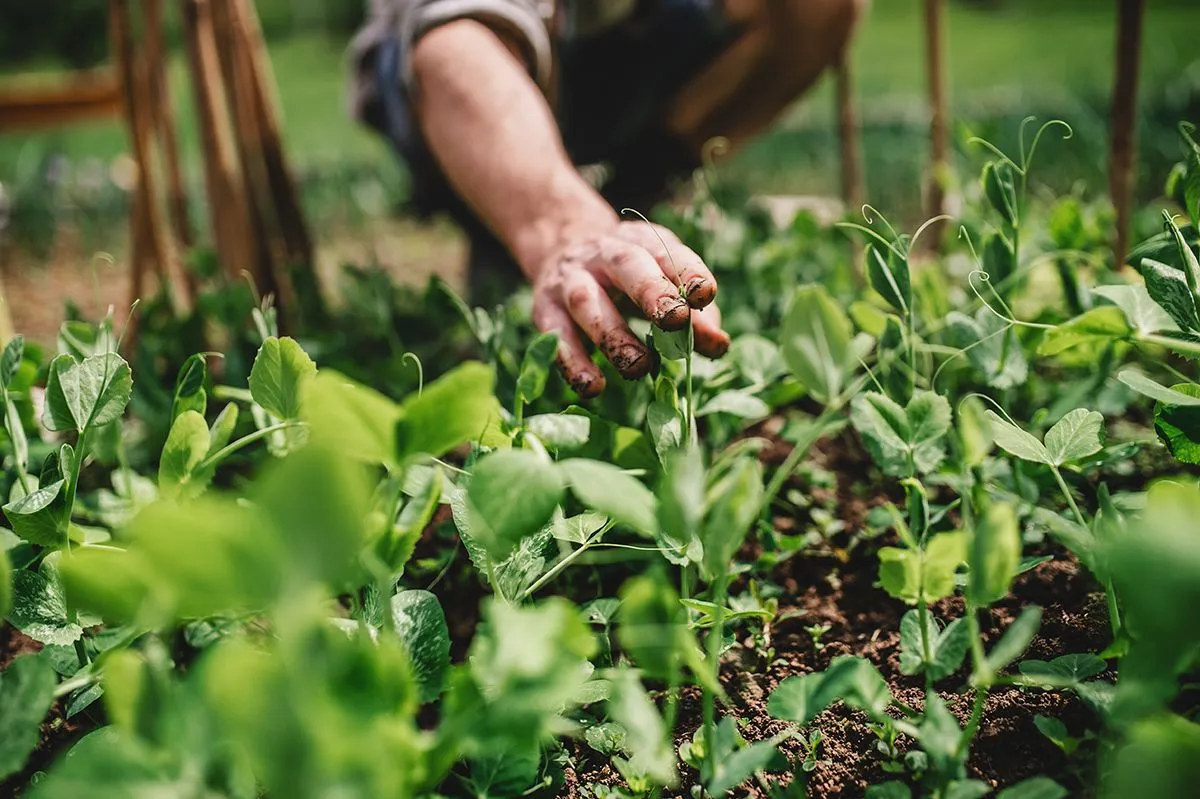 A midsection of man outdoors gardening. Copy space.