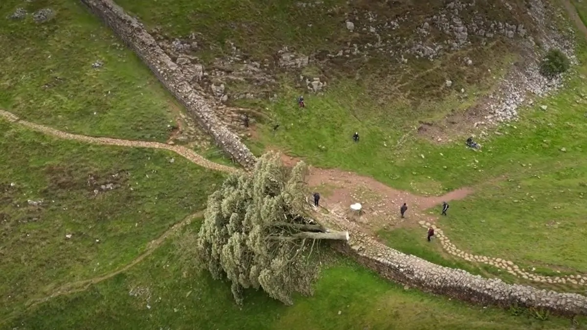 Sycamore Gap, a Robin Hood fa (videógrab)