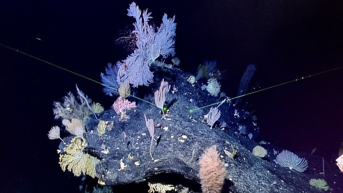 Szörnyű felfedezést tettek a tudósok az óceán mélyén, erre nem voltak felkészülve