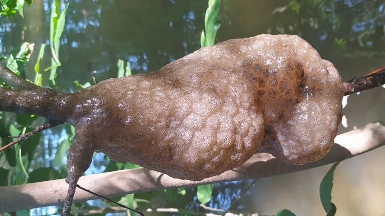 A Mississippi vidékéről származó óriás mohaállatra bukkantak Gyomaendrődnél