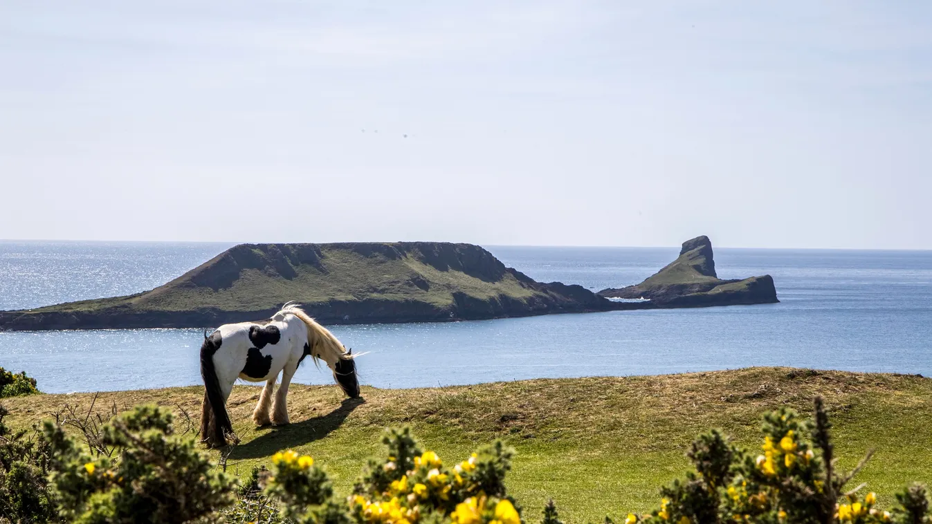 Szelfiző turisták miatt zuhant a mélybe egy kiscsikó Walesben