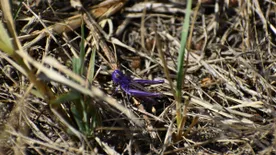 Ritka, lila színű sáskát kaptak lencsevégre