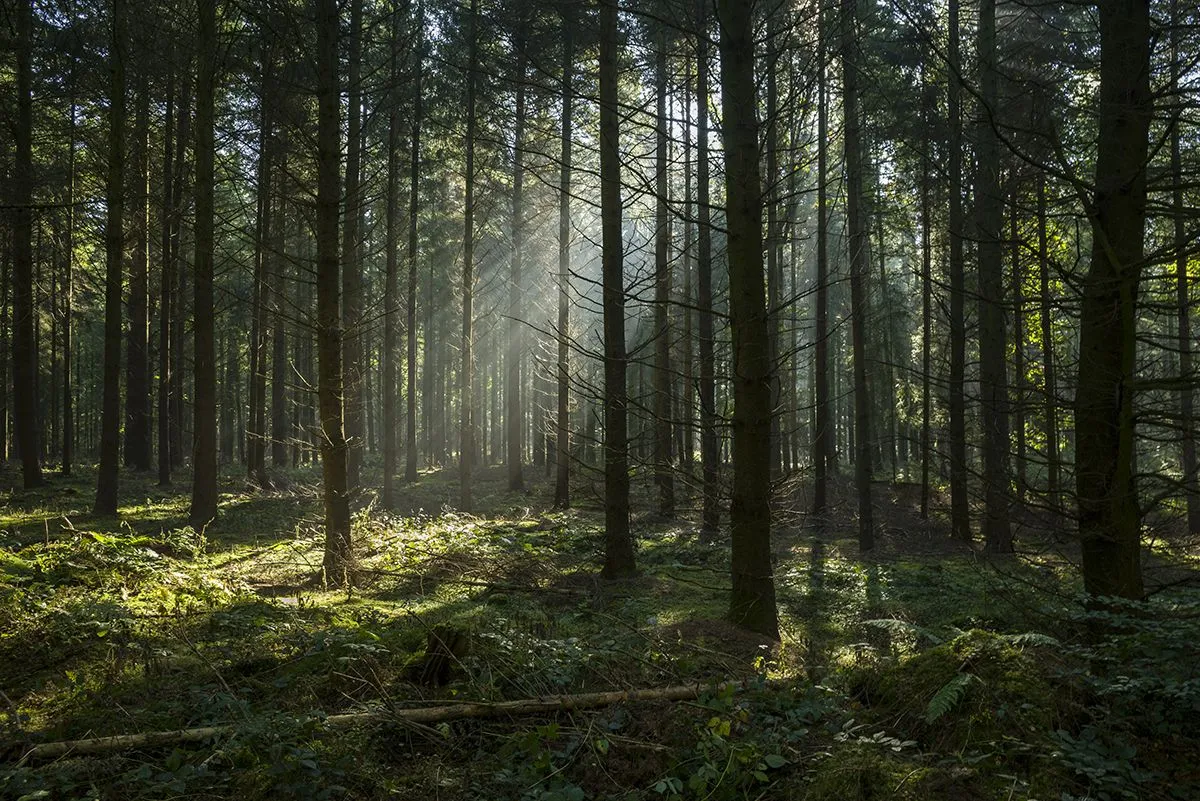 Sunbeams in dark and foggy autumn forest