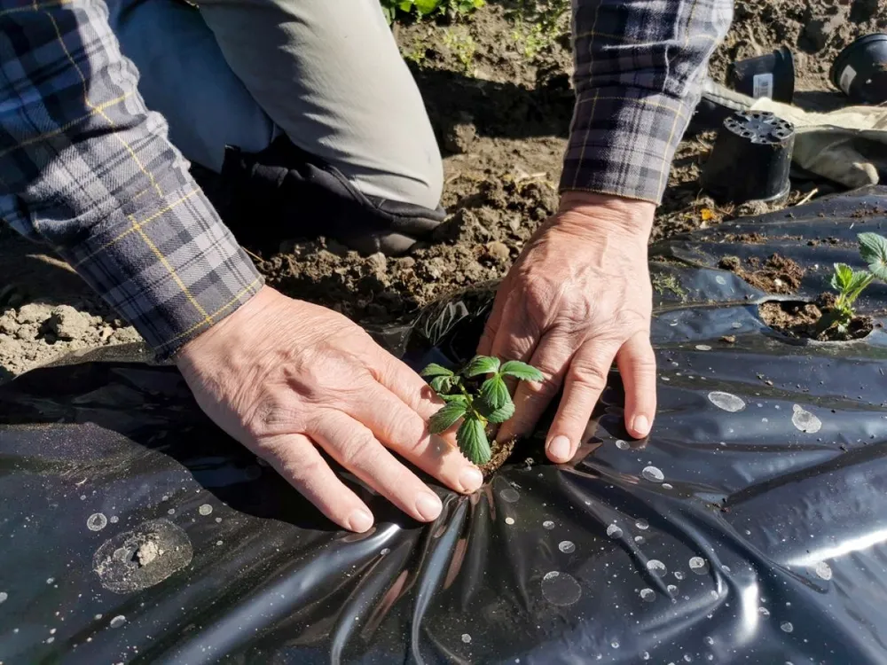 Planting,Strawberries,In,A,Home,Vegetable,Garden,In,A,Soil