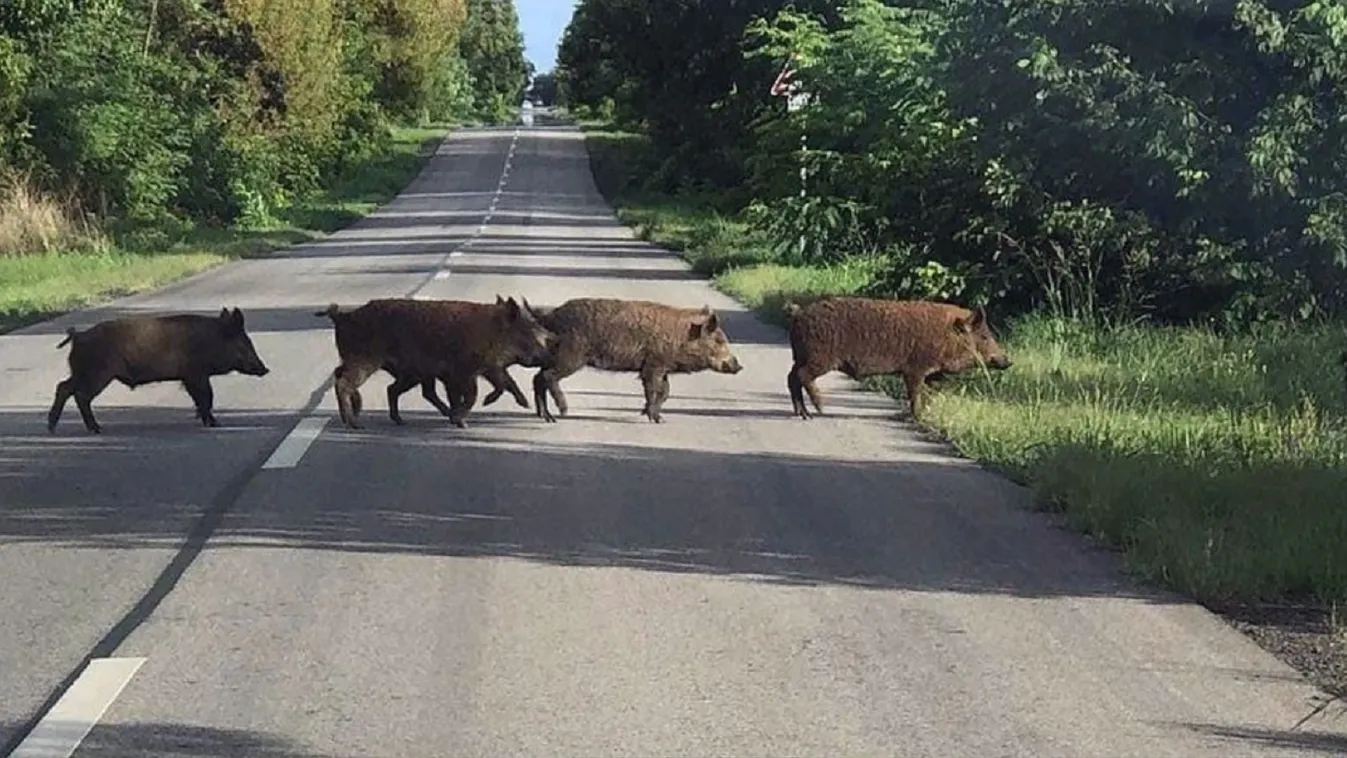 Vaddisznókonda csörtetett a Tura felé vezető úton
