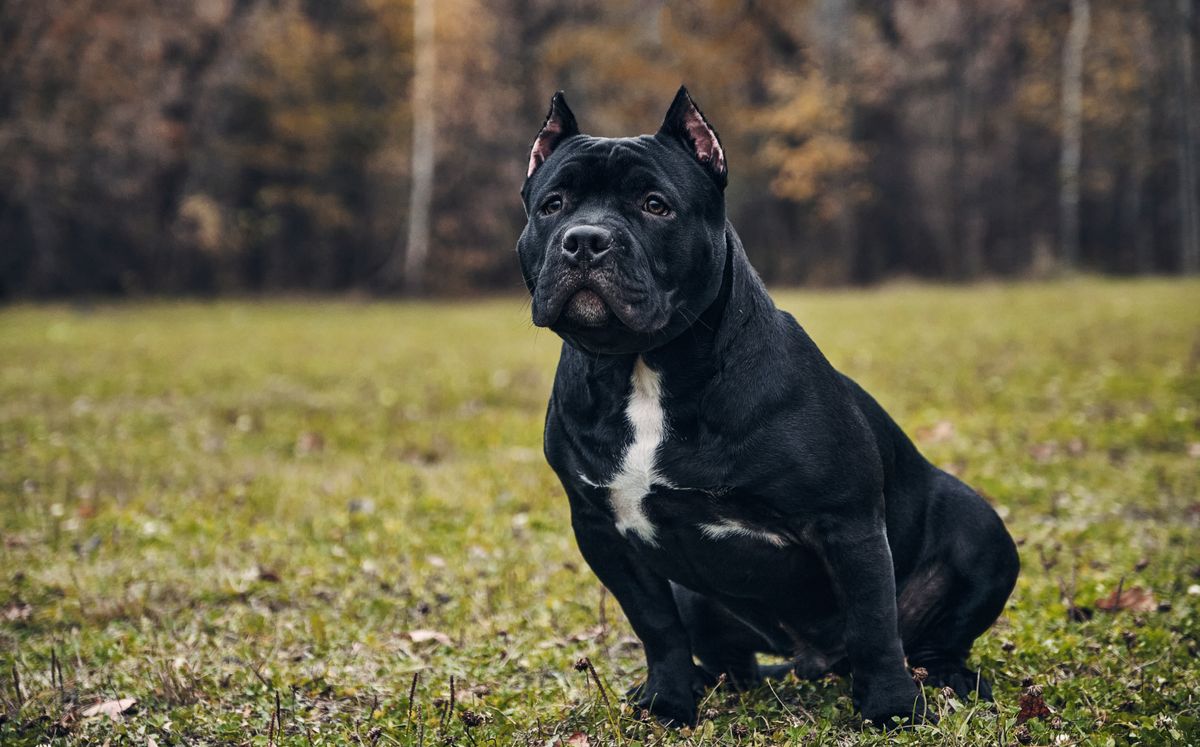 amerikai bully, harci kutya, kutya, kutyatámadás,  Shutterstock 1848797974