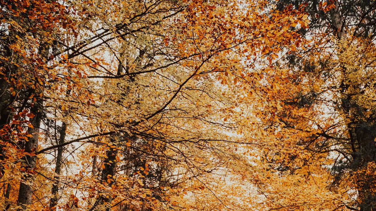 ősz, fa
