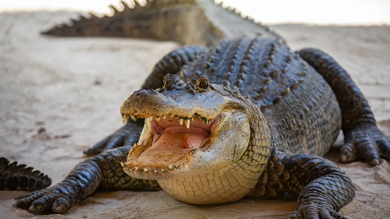 Gigantikus méretű aligátort fogtak Floridában