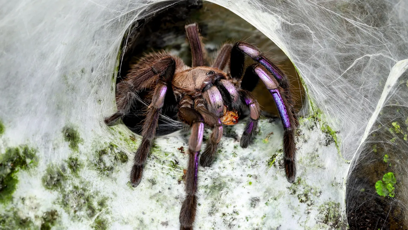 Új, különleges tarantulafajt fedeztek fel Thaiföldön