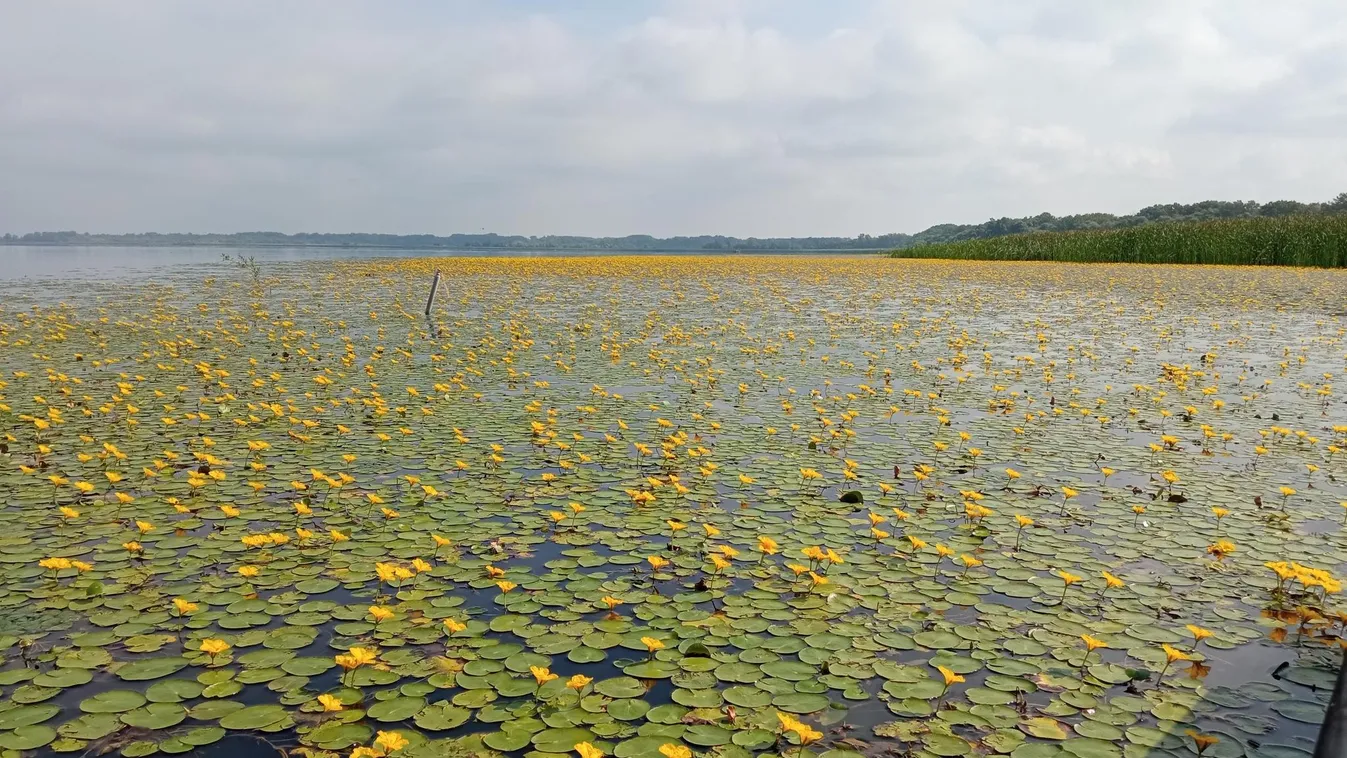 Látványos virágmező borítja a Tisza-tavat