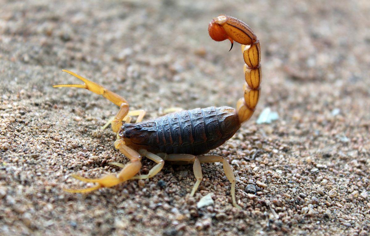 Skorpió veszélyes állat