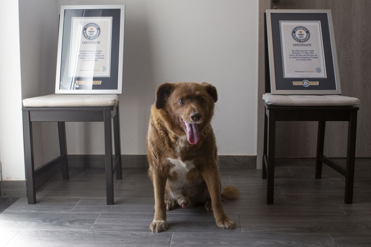 Bobi, a világ legidősebb kutyája, AFP