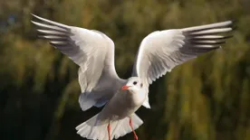 A Margit-szigettől egészen Gdanskig repült egy dankasirály