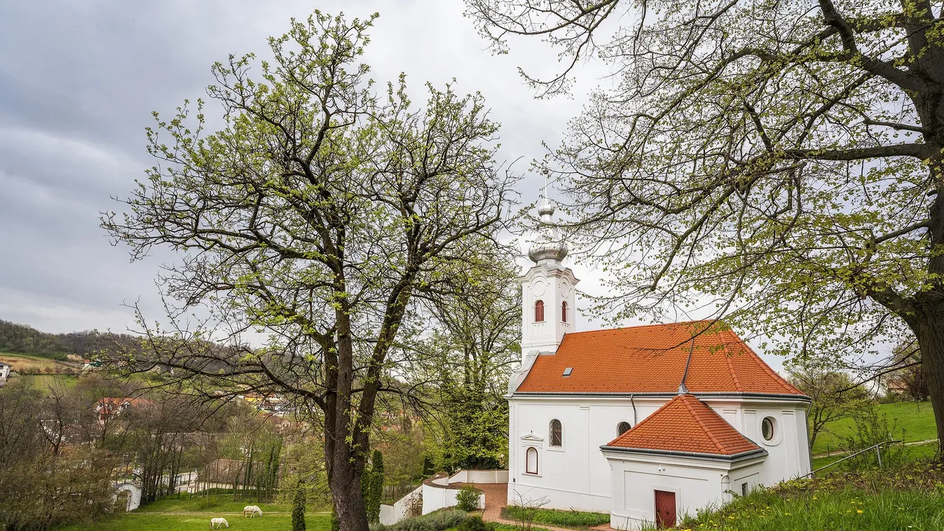 Kihirdették az Év fája győztesét