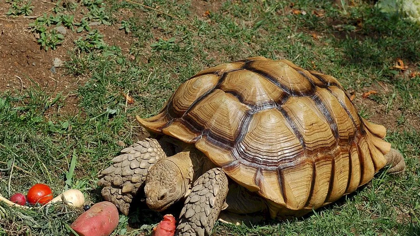 A Frank the Tank nevű óriásteknős új otthont keres a következő 100 évre