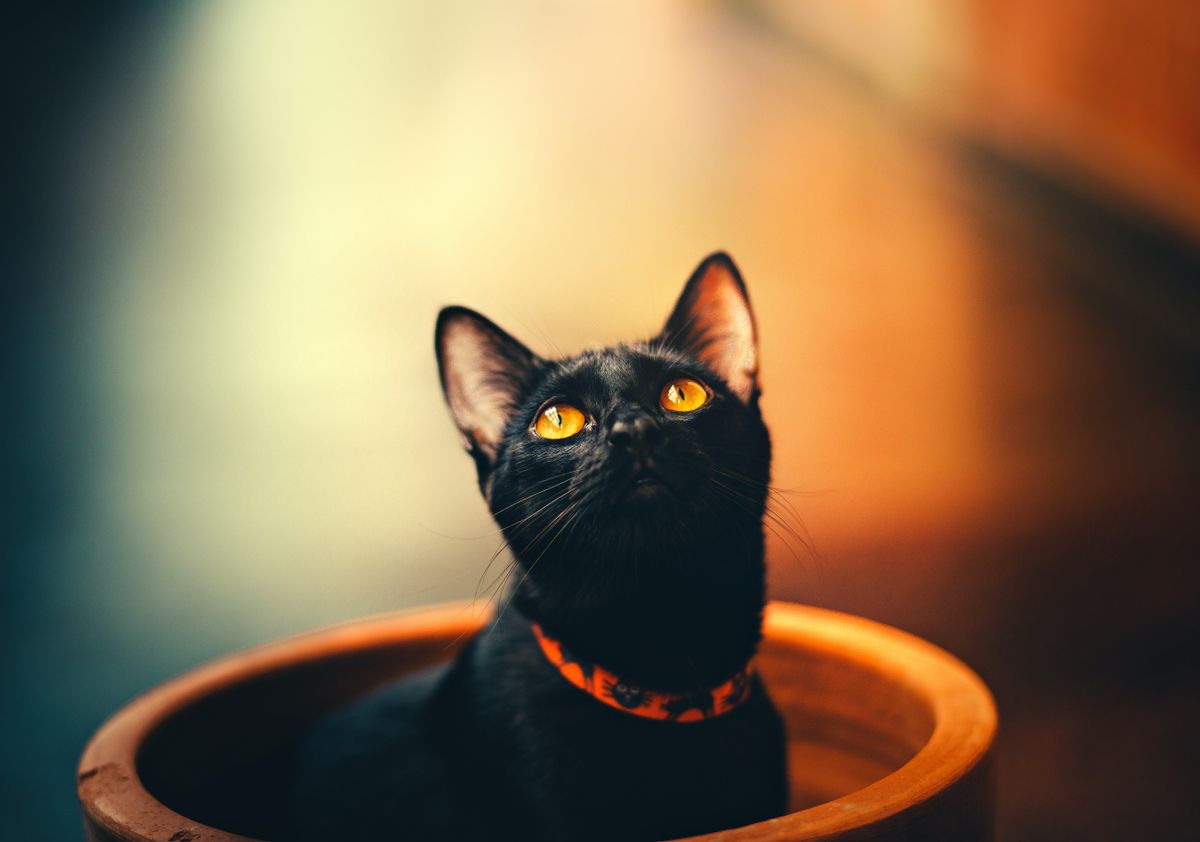 fekete macska, babona