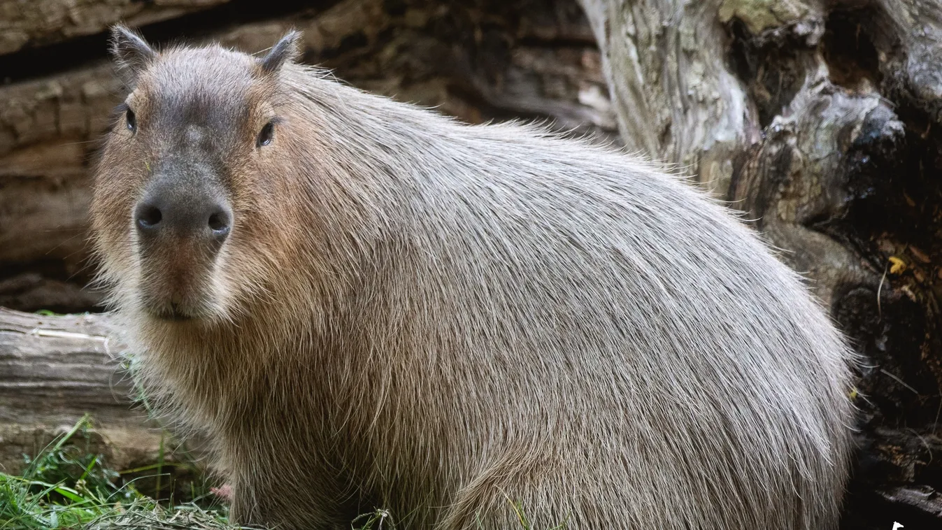 Ennél cukibbat ma már nem látsz! Ők a Veszprémi Állatkert új lakói
