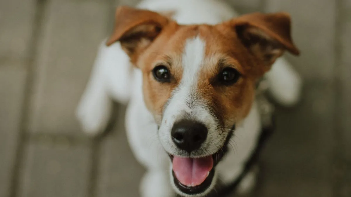 Jack Russell, kutya