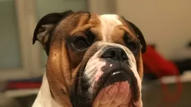 Szívszorító: így búcsúzott meggyilkolt gazdájától a hűséges kutya