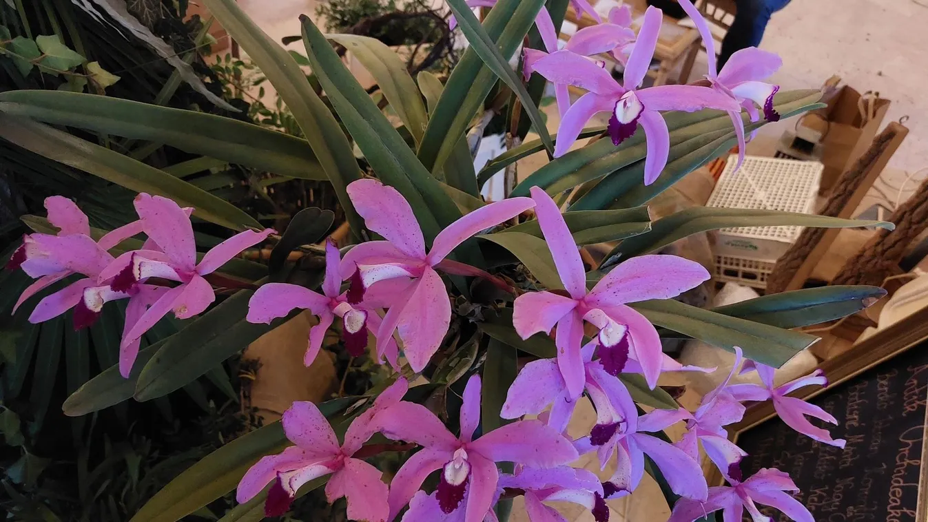 Fedezzétek fel Dél-Amerika legszebb orchideáit és broméliáit a Vajdahunyadvárban!