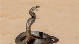 Halálos kígyómarás végzett egy hátizsákos turistával Ausztráliában