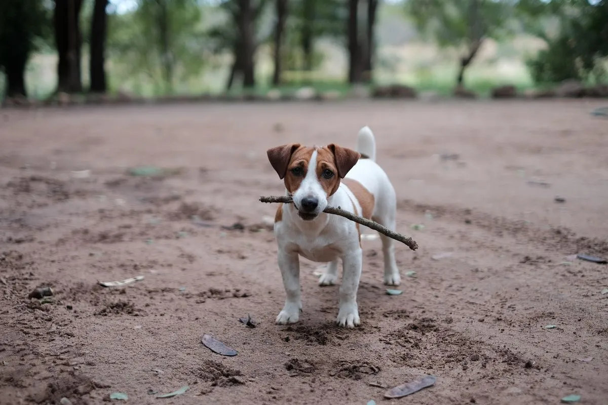 Jack Russell terrier, kutya