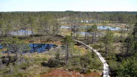 Érdekességek a nagyvilágból: Észtország természeti csodái