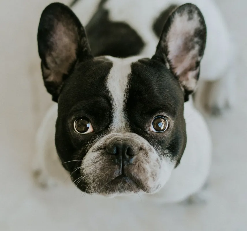 kutya, francia, bulldog