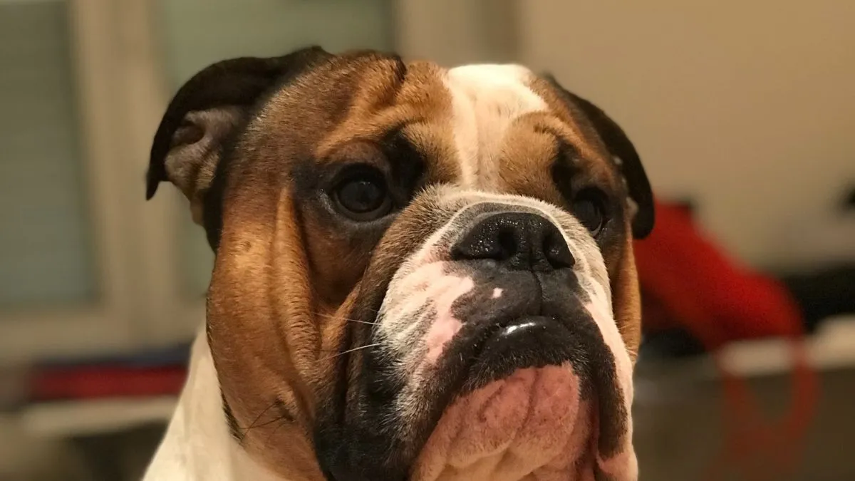 bulldog, kutya