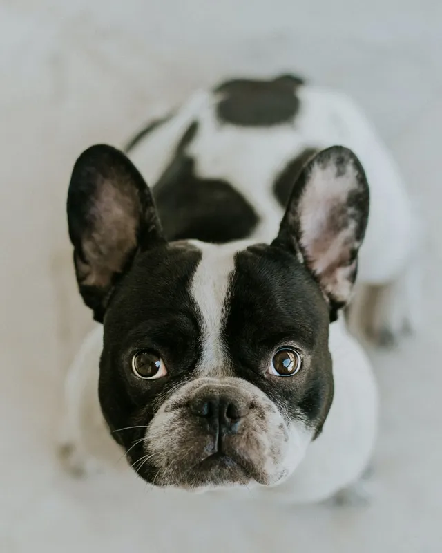 kutya, francia, bulldog