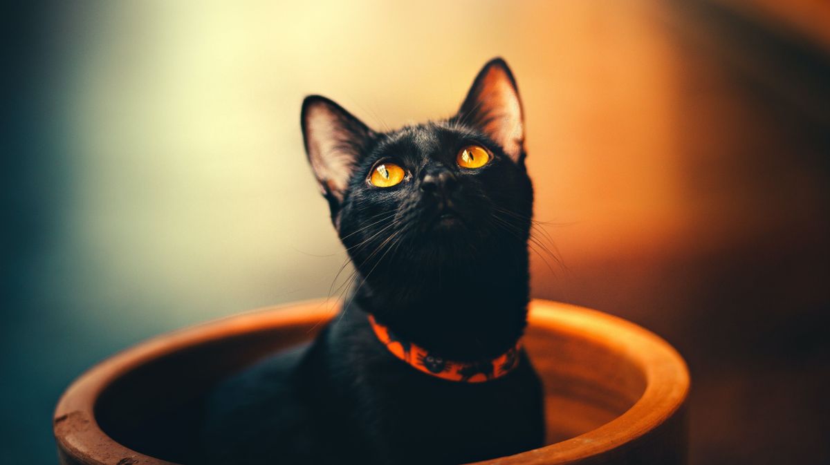 fekete macska, babona
