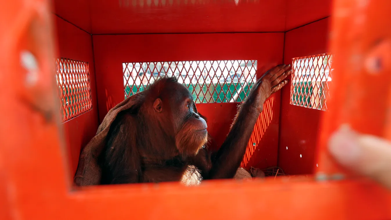Hét év után térhetett vissza hazájába három megmentett orangután